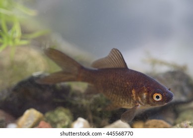 brown goldfish