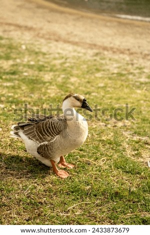 A brown goose sits on a meadow.
