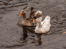 Brown Goose With White Goose Swimming