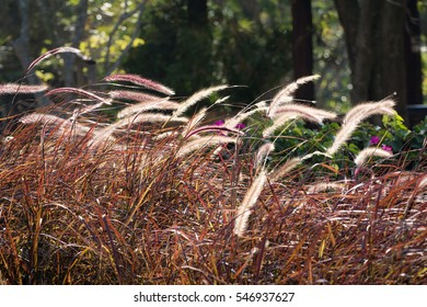 Brown grass in fields