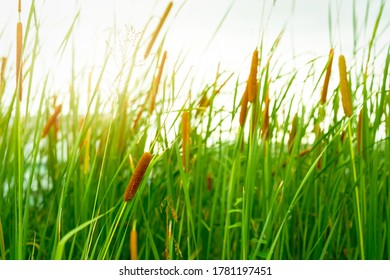 Flor hierba marrón con