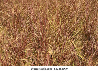 Brown grass forest