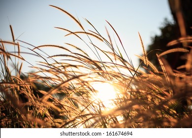 Brown Grass And Sun