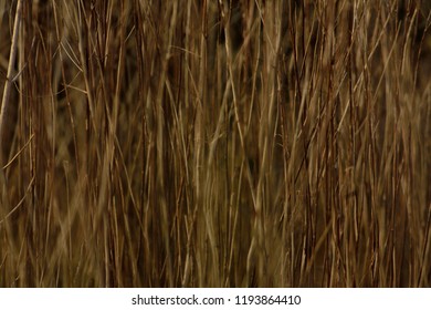brown grass texture abstract back ground in the dry season