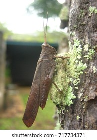 brown grasshopper
