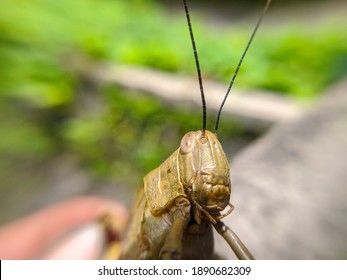 Brown Grasshopper Face From The Front