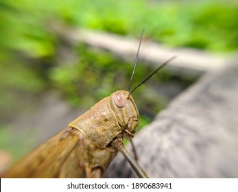 Brown Grasshopper Face From The Side