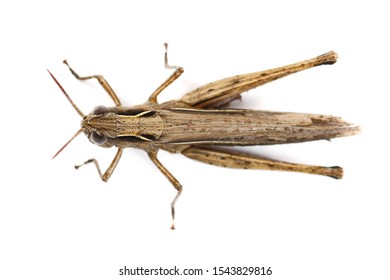 686 Grasshopper top view Images, Stock Photos & Vectors | Shutterstock