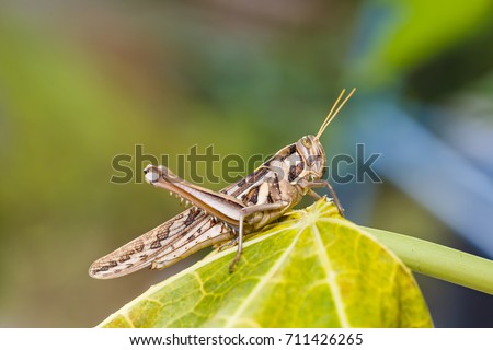Brown grasshopper in nature, Migratory Bird Locust or Brown Spotted Locust (Cyrtacanthacris tatarica)