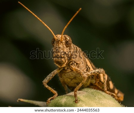 A brown grasshopper perched in a close-up pose