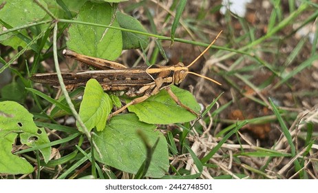 Brown grasshopper sits among  grass leaves. The desert locust (Schistocerca gregaria) is a species of locust. The insect has a light head, yellowish long antennae, an eye with a brown dark stripe.
