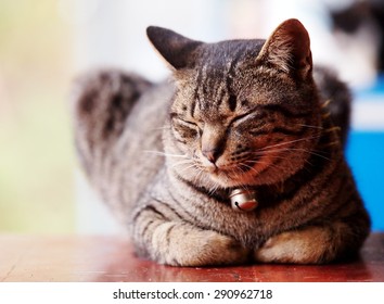 brown gray fat lovely lonely cute cat on the floor outdoor with home surrounding background under natural sunlight