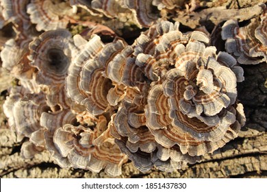 Brown And Gray Turkey Tail Mushrooms In Bright Sun At Campground Woods In Des Plaines, Illinois