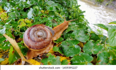 Brown great snail is Molluse.