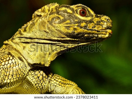 A brown and green bearded dragon with red eye
