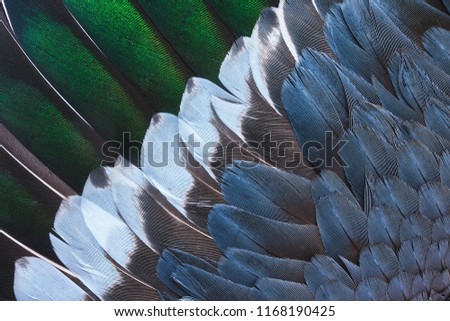 Brown, green, blue, and white feathers on the wing of a wild duck as a background. Close-up colorful feathers, bird feathers background texture. Selective focus.