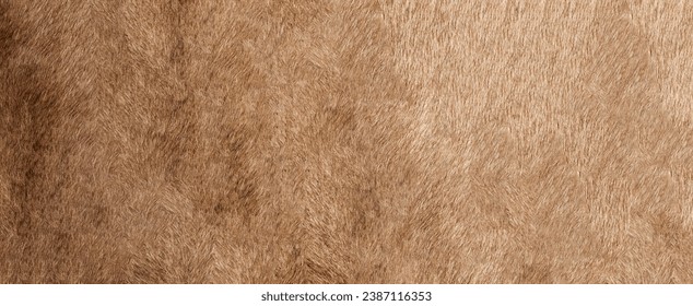 Brown Grey Animal skin Natural Fur Wolf Fox, Bear, Wildlife texture table top view Concept for hairy Background, fabric textures and wallpaper. Close up detail of Fluffy grizzly teddy Coat Full Frame.