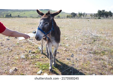 64 Donkey Hear Images, Stock Photos & Vectors | Shutterstock