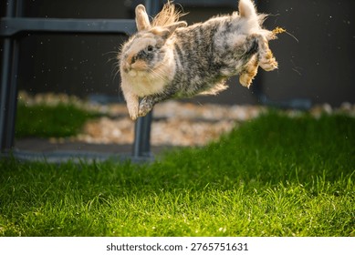 A brown and grey fluffy rabbit performs a high jump or binky over green grass in a backyard during a sunny day.