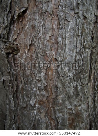 Brown grey tree bark texture