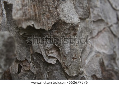 Brown grey tree bark texture close up, flakey and crisp