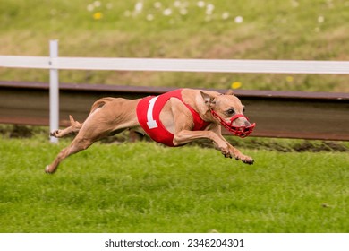 Brown greyhound with a red vest marked with a 1, is suspended in the air above the track.