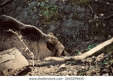  Brown grizzly bear close up approaching the camera                              