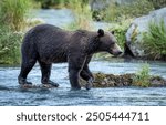 Brown grizzly bear hunting salmons in the creek