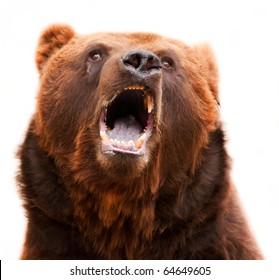 Brown Grizzly Bear I Widely Open Mouth Dirty Teeth, Violet Tongue And A Wet Nose