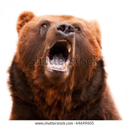 Brown grizzly bear I widely open mouth dirty teeth, violet tongue and a wet nose