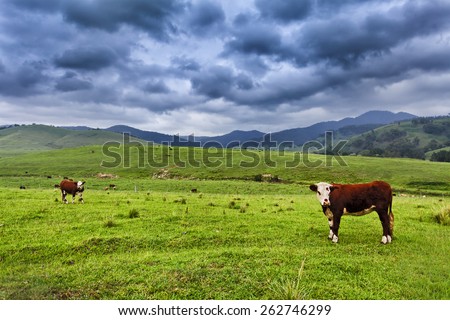 brown growing steers at green grazing pasture in rural australian agricultural estate as a cattle farm