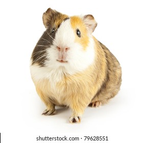 Brown Guinea Pig On White Isolated