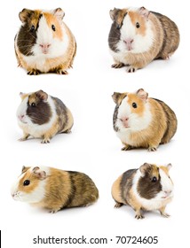 Little Baby Hamsters Eating Carrot Cabbage Stock Photo (Edit Now) 454859524