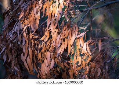 Brown Gum Tree Leaves Burnt By Bushfire In The Blue Mountains In New South Wales In Australia