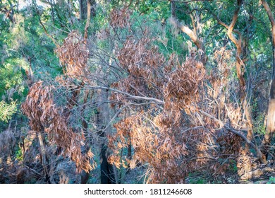 Brown Gum Tree Leaves Burnt By Bushfire In The Blue Mountains In New South Wales In Australia