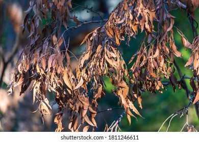 Brown Gum Tree Leaves Burnt By Bushfire In The Blue Mountains In New South Wales In Australia