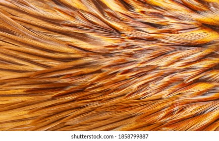 Brown Hackle Feathers Up Close