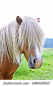 A brown Haflinger with a long blond mane, which hangs over the eyes of the horse, stands on a green pasture - a beautiful horse in a pasture in Germany