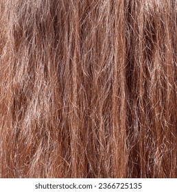Brown hair as an abstract background. Texture. - Shutterstock ID 2366725135