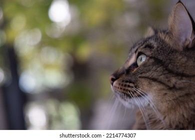 A Brown Hairy Cat Looking Forward Intently