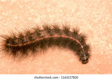 brown caterpillar images stock photos vectors shutterstock