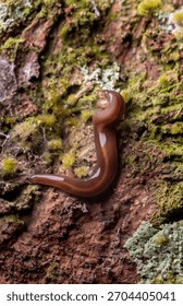 Brown Hammerhead Flatworm Predating Tiny Snail on Mossy Bark