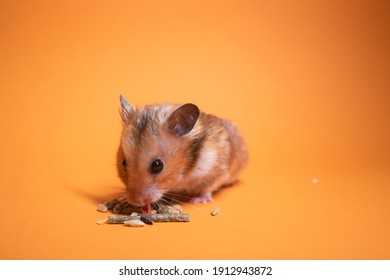 Girl Eating Live Mouse