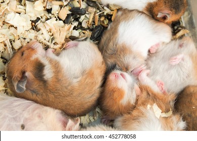 brown hamster or Syrian hamster, sleep on sawdust.