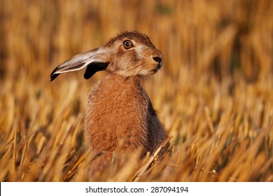 Brown Hare