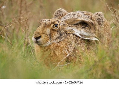Brown Hare - Lepus europaeus, European hare, species of hare native to Europe and parts of Asia. It is among the largest hare species and is adapted to temperate, open country. Hares are herbivorous.