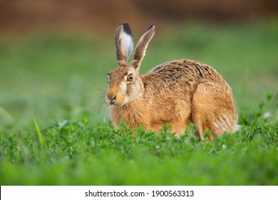 Brown hare, lepus europaeus, looking on grass in springtime nature. Long eared mammal resting in clover in spring. Wild bunny sitting on green pasture.