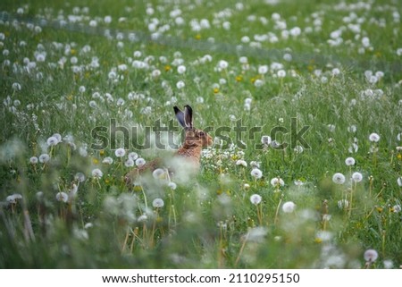Brown Hare (Lepus europaeus) sat in long lush grass and fluffy white dandelion heads on the chalklands of Salisbury Plain
