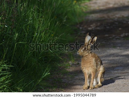 Brown Hare male, lepus Europaeus,  wildlife portrait taken in Galloway Scotland UK on a path with dappled early morning sunlight and green foliage to the left suitable for caption.