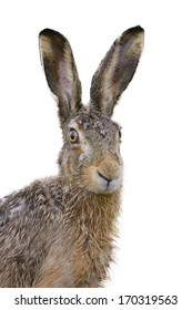 Brown Hare Portrait Isolated On White.